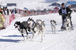 Lenk 2013